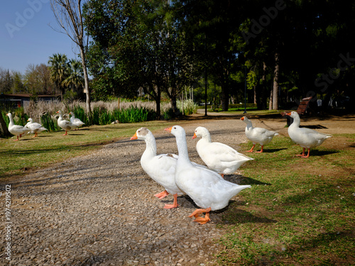 beautiful white domestic geese grazing on a sunny park lawn