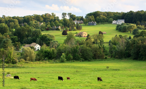 Obraz na plátně View of a field with houses and livestock in Fairfield County, Connecticut