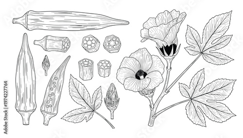 Okra plant pods flowers and leaves outline sketch vintage vector illustration set.