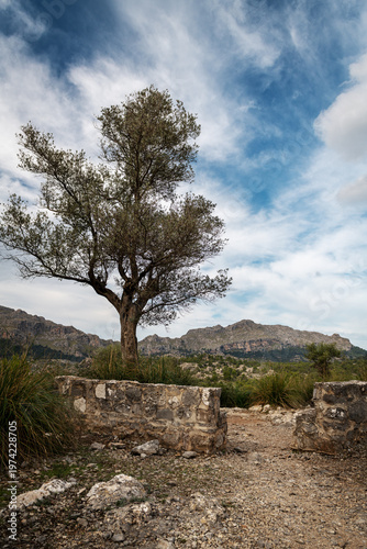 Lone olive tree near ancient stone wall