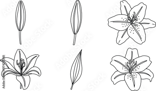 Botanical illustration of lily flowers a detailed sketch depicting various stages of bloom and growth