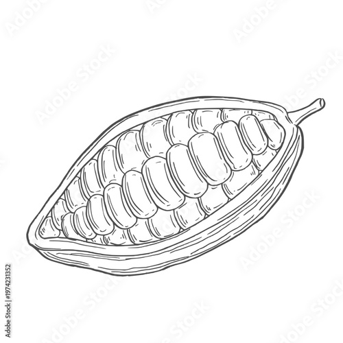 Organic cocoa beans for chocolate products in ink sketch art for graphic design packaging labels for promotional and print or digital artwork