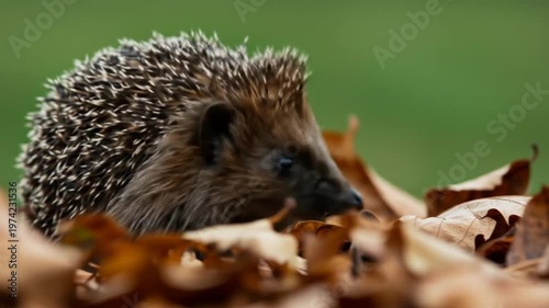Close up Hedgehog Crawls Through Autumn Leaves.