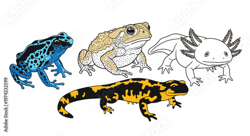 Colorful illustrations of four amphibians.