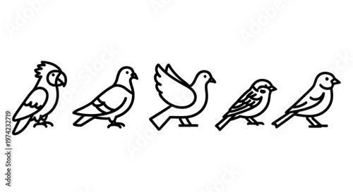 Group of different bird species standing.