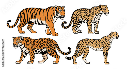 Tiger and leopards walking side by side.