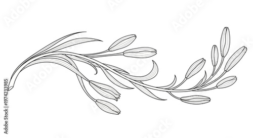 Decorative line art floral branch with closed flower buds