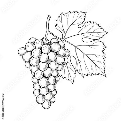 Fresh Green Grapes Bunch with Leaf, Hand-Drawn Sketch Style