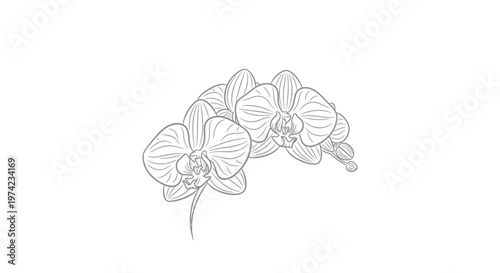 Elegant orchid flowers line art drawing on white background