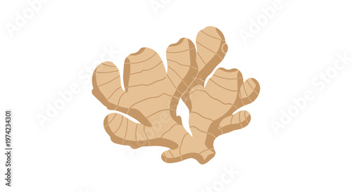 Fresh ginger root illustration isolated on white background