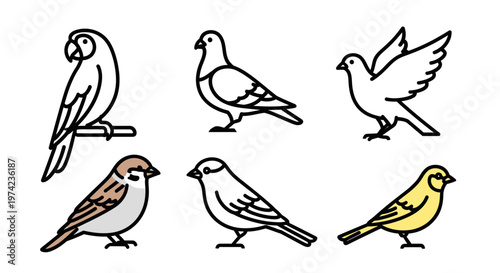 Collection of various bird species profiles.