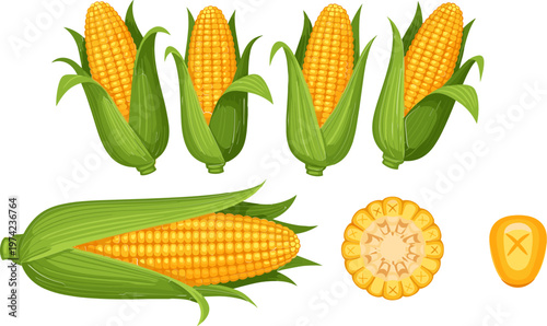Fresh Corn on the Cob Vector Set Featuring Whole, Husked, and Sliced Corn for Food, Agriculture, and Nature Illustrations