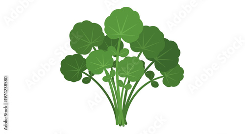 Fresh green Gotu kola herb plant illustration