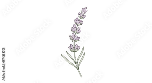 Hand drawn lavender sprig illustration with delicate purple flowers