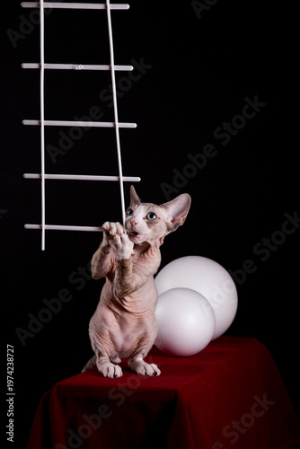 Fotografía Kitten of the Devon Rex breed on a red table with white balls