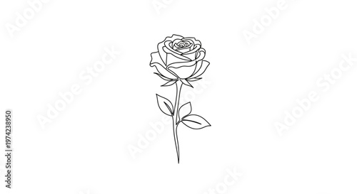 Minimalist black line art single rose on white background