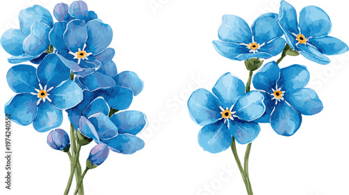 2 sets of forget-me-not flowers in watercolor style with different patterns, in clip art style, isolated on white background.
