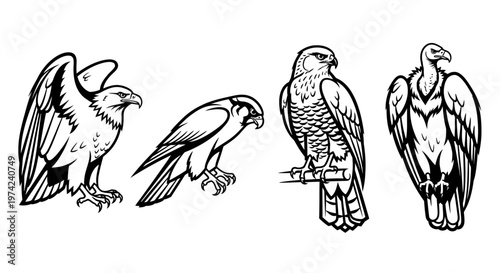 Four Birds of Prey in Profile.