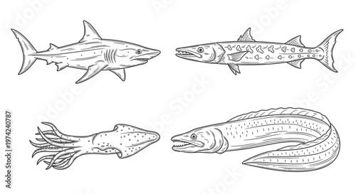 Fish marine animals ocean creatures.