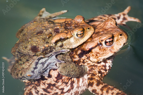 Common Toad (Bufo bufo) – Mating Pair in Amplexus Floating in Water – common in the wild in the Czech Republic