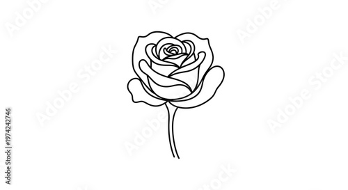 Elegant continuous line art rose flower illustration
