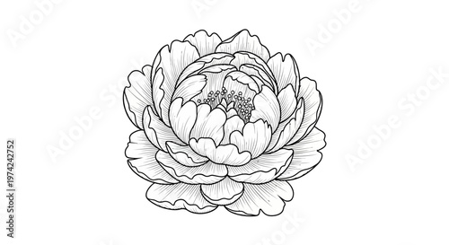 Elegant blooming peony flower black and white line art