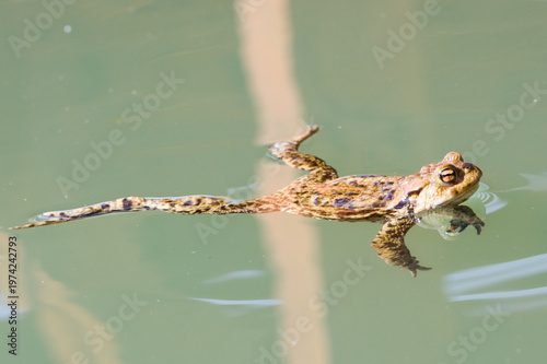 Common Toad (Bufo bufo) – Adult amphibian during breeding season – common in the wild in the Czech Republic