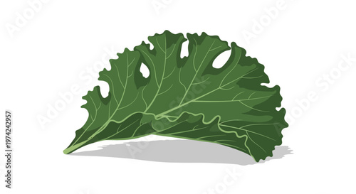 Fresh green kale leaf illustration on white