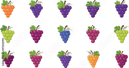 Colorful bunches of grapes in different shades purple green