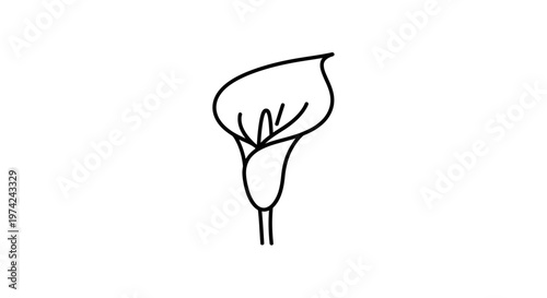 Minimalist black outline drawing of a Calla Lily flower