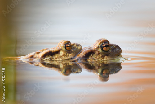 Common Toad (Bufo bufo) – Mating Pair in Amplexus Floating in Water – common in the wild in the Czech Republic
