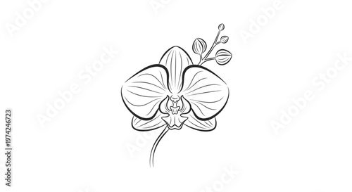 Black outline drawing of an orchid flower with buds