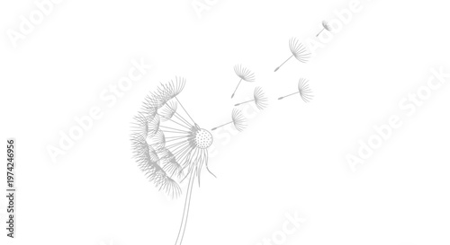Dandelion puff with flying seeds on white background