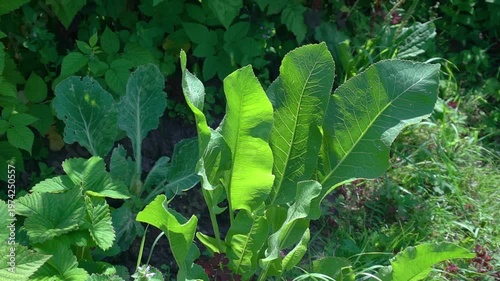 Lush Green Horseradish Leaves Growing in a Garden Bed