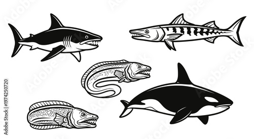 Black and white ocean predator fish.