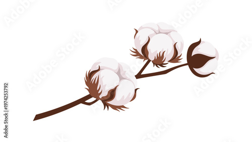 Single branch of natural cotton with three soft white bolls on a dark brown stem against a plain white background.