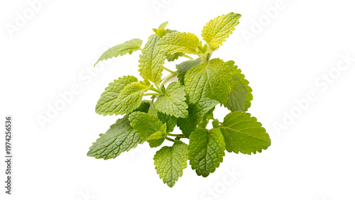 Foto Lemon balm plant grows isolated on transparent background
