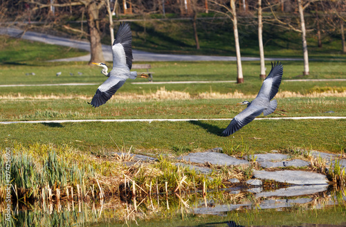 Dynamic shot of two Grey Herons, Ardea cinerea soaring over a calm pond in Stromovka park. Perfect for nature, wildlife, and urban park photography projects.