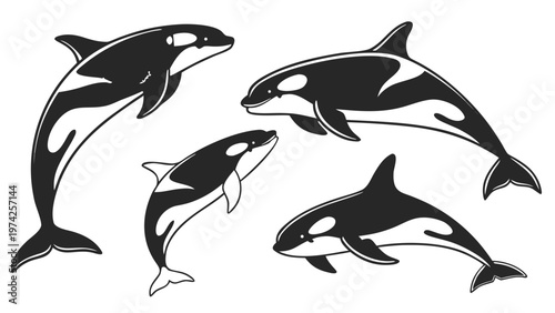 Vector illustration of a killer whale in a jump. Detailed rendering of fins and color. Isolated on a white background. For marine themes, logos, and websites.