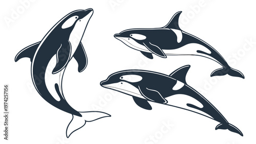 Vector illustration of a killer whale in a jump. Detailed rendering of fins and color. Isolated on a white background. For marine themes, logos, and websites.