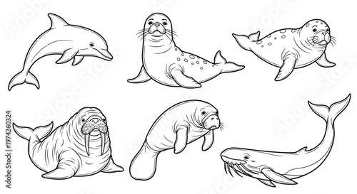 Dolphins and Seals Marine Mammals Group.