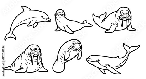 Dolphins and seals marine animals.