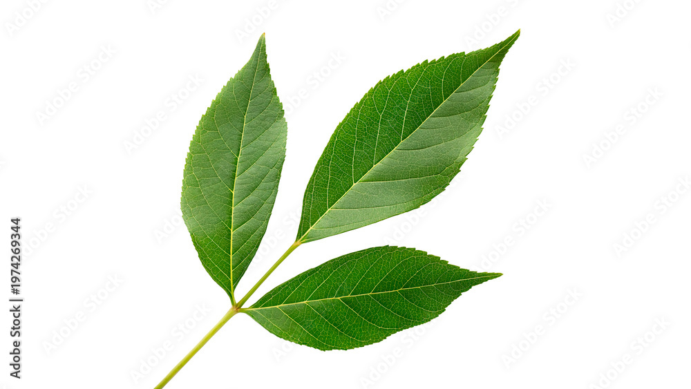 Naklejka premium fraxinus americana isolated on transparent background cut out