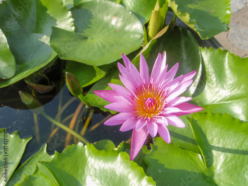 Wallpaper Mural pink lotus blooms in the pond Torontodigital.ca