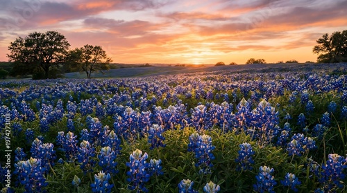 Blooming Bluebonnet Flower Field at Sunset with Golden Light on Blue Petals
