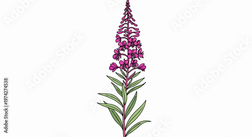 A detailed illustration of a tall, slender flowering plant with vibrant pink blooms