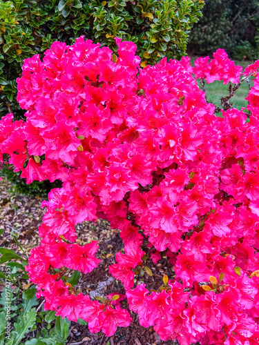 Azalea Bloom