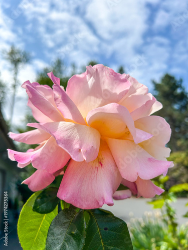 Pink Rose in Full Bloom