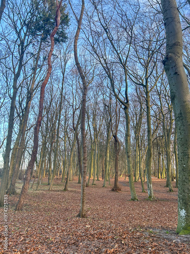 Bare Trees in Kolobrzeg Forest