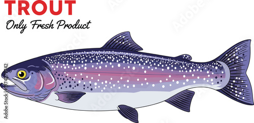 Fresh rainbow trout fish vector illustration with colorful speckled skin isolated on white background for seafood market restaurant menu organic product and fishing concept